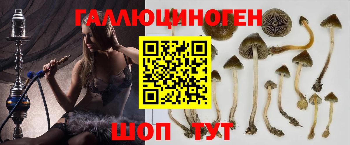 Псилоцибиновые грибы GOLDEN TEACHER  Вход с VPN  Грязи 